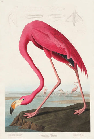 The American Flamingo