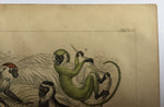 Antique Monkey & Apes Coloured Etching