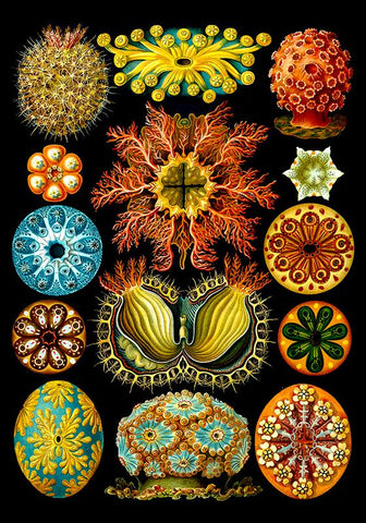 SEALIFE