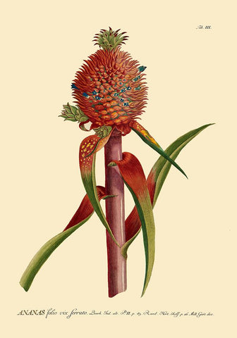 BOTANICAL