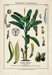 Banana Musa Tree Plant
