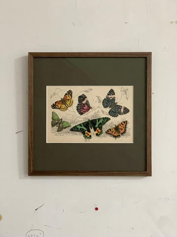 Antique Butterflies Bookplate 1800's