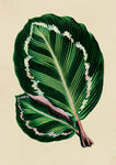 Calathea