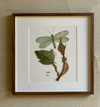 Antique Dragonfly Bookplate