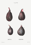 Figs