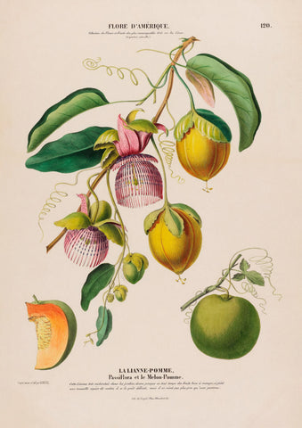 La Lianne Pomme