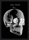 Black Skull Anatomy