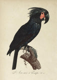 Black Macaw