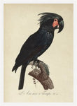 Black Macaw