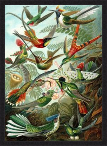 Birds of Paradise from Ernst Haeckel