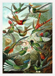 Birds of Paradise from Ernst Haeckel