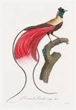 Red Bird