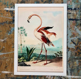 The Flamingo