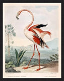 The Flamingo