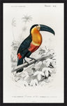 Toucan du Para Tropical Bird