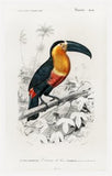 Toucan du Para Tropical Bird