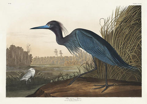 Blue Crane Heron from Birds of America