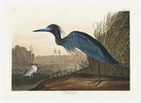 Blue Crane Heron from Birds of America