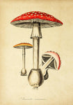 Amanita