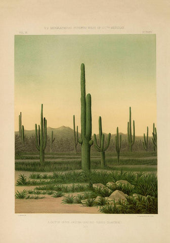 American Cactus