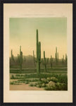 American Cactus