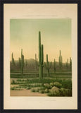 American Cactus
