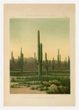 American Cactus