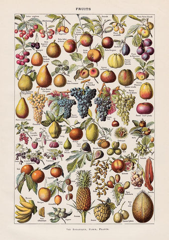 Fruits Chart II