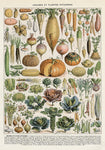 Legumes et Plantes Potageres Chart