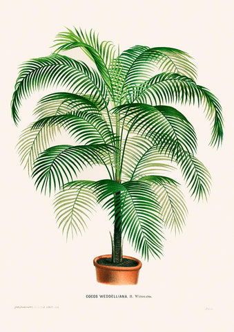Coco Weddelliana Palm Tree