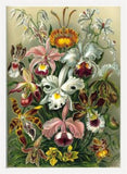 Orchideae Lilly Flowers by Ernst Haeckel