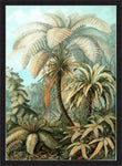 Filicinae Alsophila By Ernst Haeckel