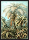 Filicinae Alsophila By Ernst Haeckel