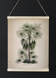 Livistona Humilis Palm Tree