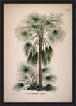Livistona Humilis Palm Tree