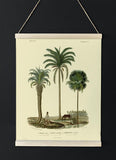 Palm Cocos