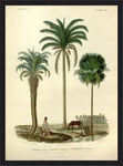 Palm Cocos