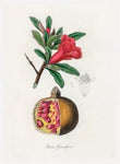 Grapefruit Flower
