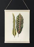 Croton Irregulare