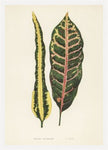 Croton Irregulare