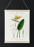 Birds of Paradise Tropical Flower