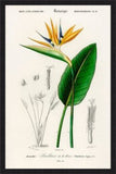 Birds of Paradise Tropical Flower