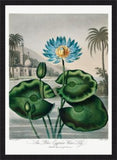 Blue Egyptian Water Lilly