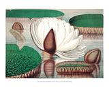 Victoria Regia