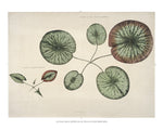 Victoria Regia Water Lily
