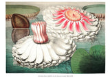 Victoria Regia with Flower