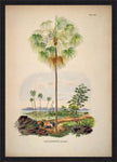 Livistona Inermis Tree