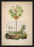 Livistona Inermis Tree