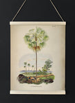 Livistona Inermis Tree