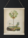 Livistona Inermis Tree